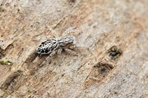 Pseudicius encarpatus